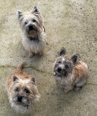 Étalon Cairn Terrier - Tyrion De La Bergerie Warren