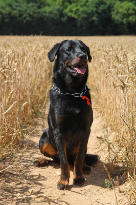 Étalon Berger de Beauce - Uther pendragon De La Dynasty De La Freya