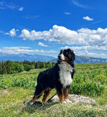Étalon Bouvier Bernois - Saint tellio Du Jardin D'Emeraude