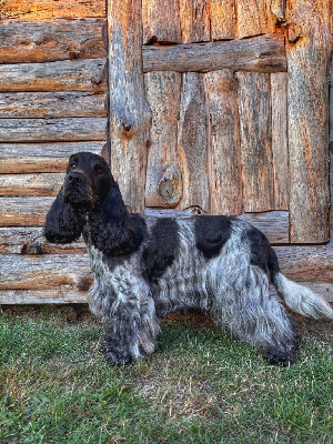 Étalon Cocker Spaniel Anglais - CH. Unit de la taquinière De La Taquinière