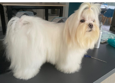 Étalon Bichon maltais - U2 Des Jardins De L'abbaye