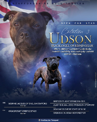 Étalon Staffordshire Bull Terrier - Mon chien Blackangel Of Birmingham
