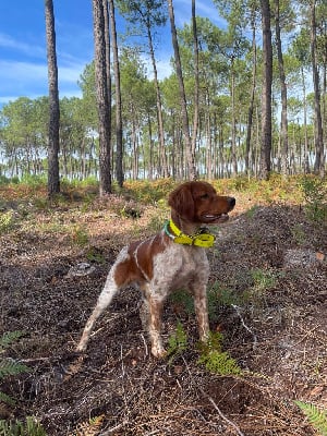 Étalon Epagneul Breton - des bois de gland Troll 