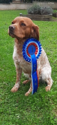Étalon Epagneul Breton - Ulysse Du Bois Des Grands Houx