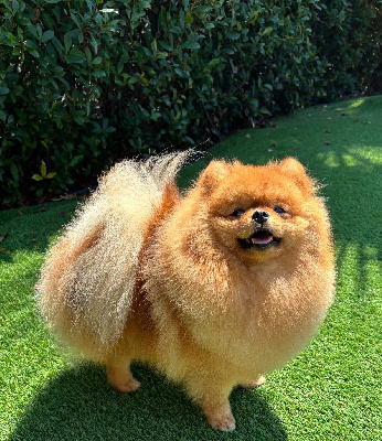 Étalon Spitz allemand - luxury poms’palace Xiao-mei