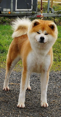 Étalon Akita - Awa kinryu go jr.matsunaga