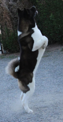 Étalon Akita americain - winterrahills Rainer