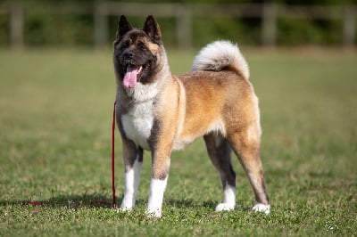 Étalon Akita americain - Krav addict undisputed godess Galadriel's Angels