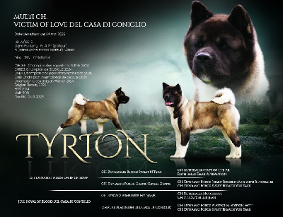 Étalon Akita americain - CH. Victim of love del casa di coniglio