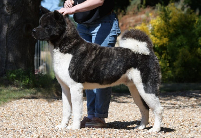 Étalon Akita americain - moonlight wolf spirit Jazz