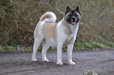 Étalon Akita americain - Shoote in harlem du Lac Brûlé