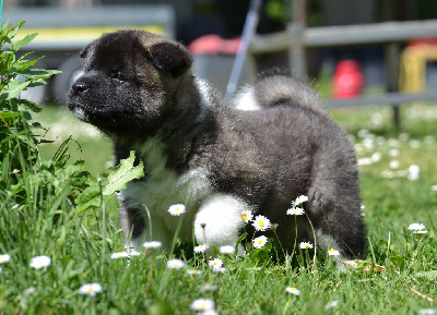 Étalon Akita americain - Arrête-moi si tu peux du Lac Brûlé