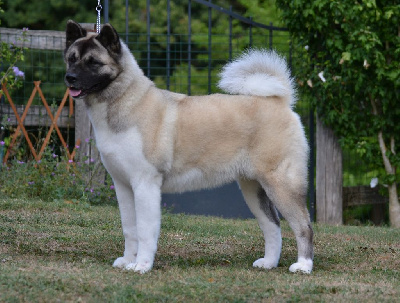 Étalon Akita americain - Sakura Du Clos De La Horde