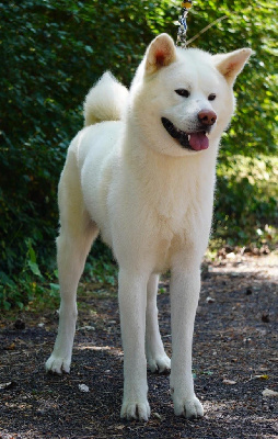 Étalon Akita - Toshiro de la Pluie de Loups