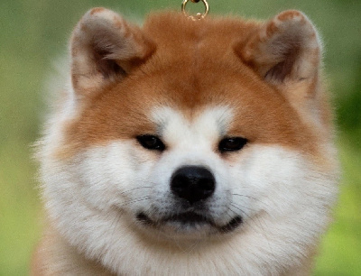 Étalon Akita - Tenshiyo Kensha Ueki tsuta