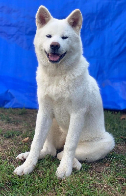 Étalon Akita - Tomiko de la Pluie de Loups