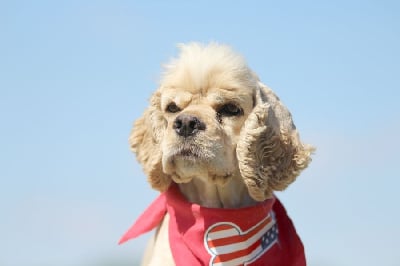 Étalon American Cocker Spaniel - Toulouse lautrec du domaine de Std Gladyce