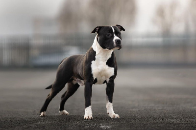 Étalon American Staffordshire Terrier - Venom stafford of Woodcastle's Dogs