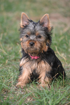 Étalon Australian Silky Terrier - Aïka Des P'tits Loups De Grand Lieu
