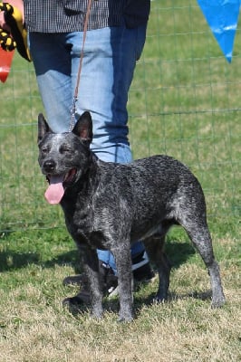 Étalon Australian Stumpy Tail Cattle Dog - CH. Awesome bleu kun by grace at kunama