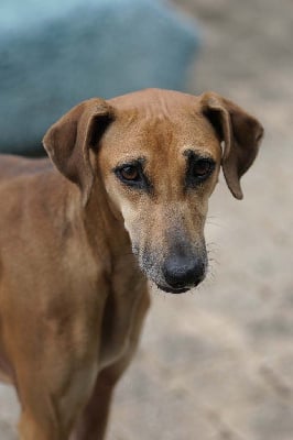 Étalon Azawakh - Si-ouili de garde-epée