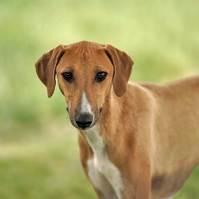 Étalon Azawakh - U'temsé de garde-epée