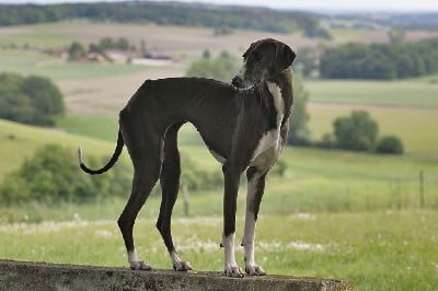 Étalon Azawakh - U' taoulélout de garde-epée