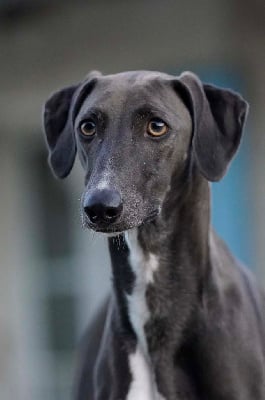 Étalon Azawakh - Salomé de garde-epée