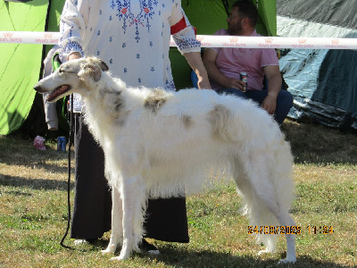 Étalon Barzoi - Vixen rosenovna du Domaine d'Iasnaïa-Poliana