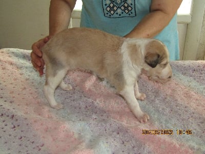 Étalon Barzoi - Artemis a love tale du Domaine d'Iasnaïa-Poliana