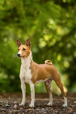 Étalon Basenji - Torvi Du Domaine D’Emavina