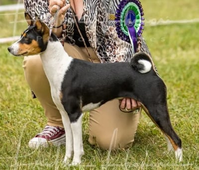 Étalon Basenji - CH. Uzuri Of swala pala