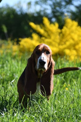 Étalon Basset Hound - Ultimate ripley des Cotes de la Saunade