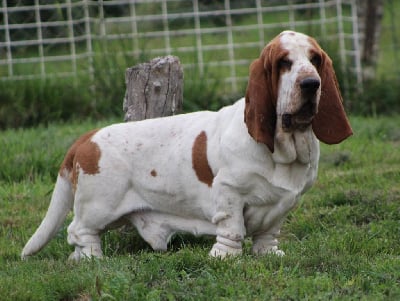 Étalon Basset Hound - This baby crush du domaine de kérouant