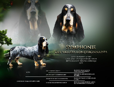 Étalon Basset bleu de Gascogne - Symphonie des vallées longeronnaises