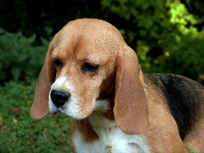 Étalon Beagle - Top model de la vallée de l'empereur