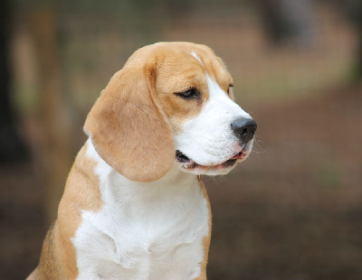 Étalon Beagle - Vedette Des Veneurs Du Mazaureix