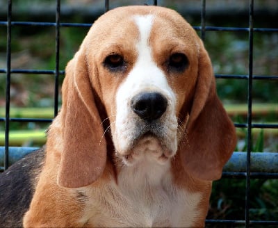 Étalon Beagle - Utopia de la vallée de l'empereur