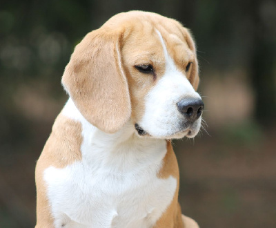 Étalon Beagle - Trompette Des Chasseurs Du Temps
