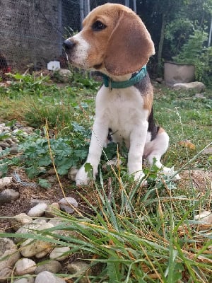 Étalon Beagle - Anémone Du Mas Saint Clair