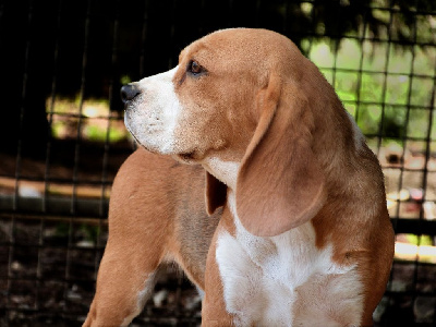 Étalon Beagle - Seniorita de la vallée de l'empereur
