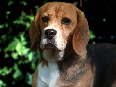 Étalon Beagle - Oup's Du Pays Melusin
