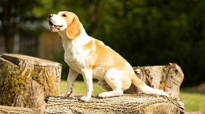 Étalon Beagle - Vmax de la vallée Caid