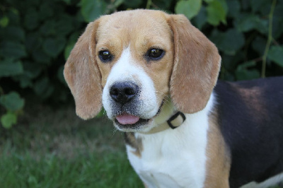 Étalon Beagle - Shookette De la vallee des trappeurs