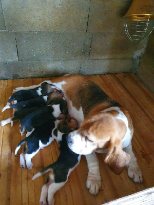 Étalon Beagle - Sirene du cep d 'or