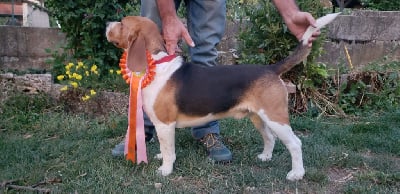 Étalon Beagle - Vauban de L'Etang du Catchou