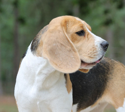 Étalon Beagle - Violette de la Cascade d'Orion