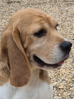 Étalon Beagle - Sublime de Mont Joui