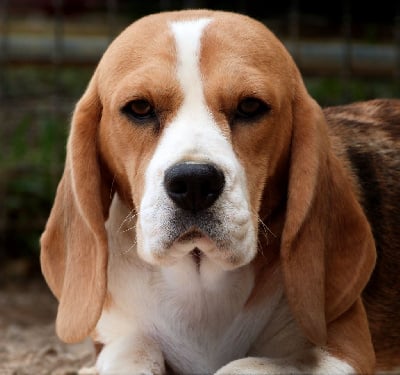 Étalon Beagle - Votre altesse de la vallée de l'empereur