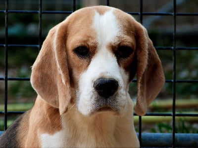 Étalon Beagle - Virgule de la vallée du grand loup